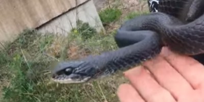 Chattanooga snake